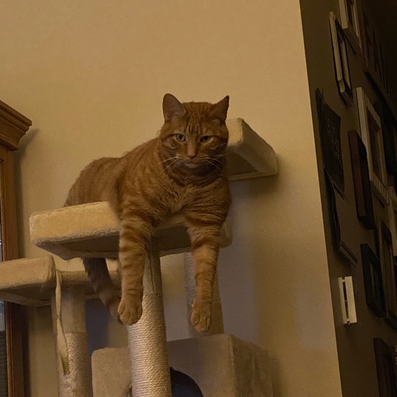 Meet your Posher, Kenneth - Picture 1 of 1